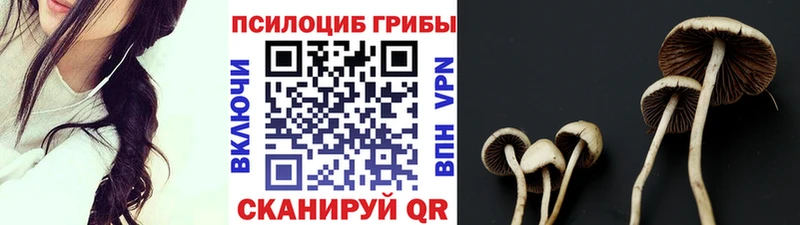 наркошоп  Ардон  Псилоцибиновые грибы Psilocybe 